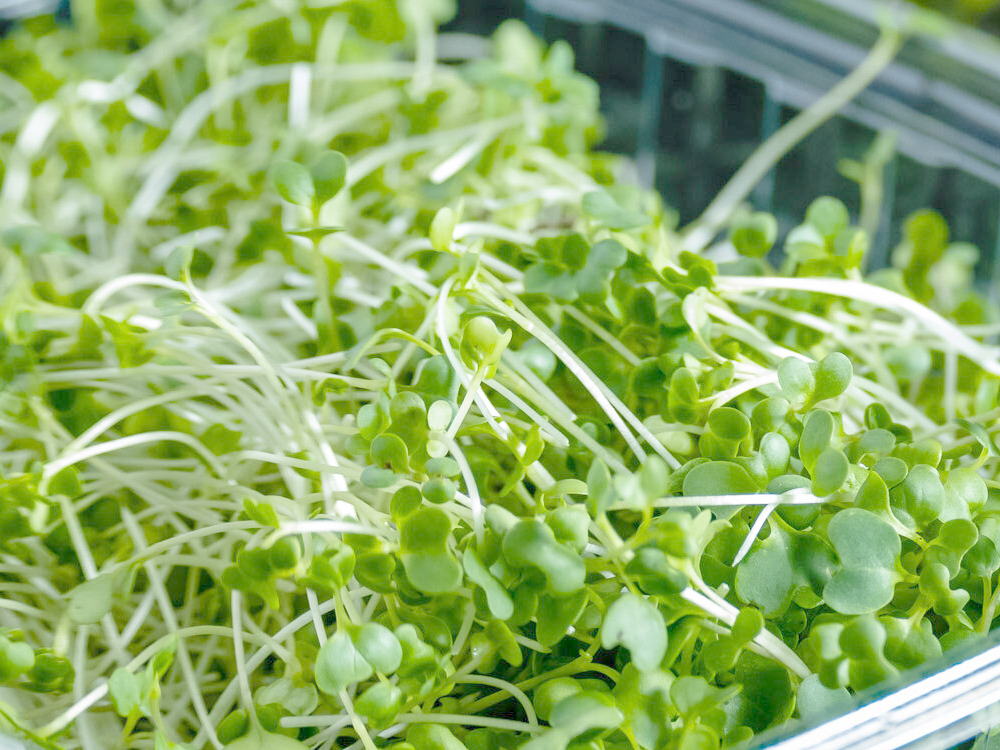 Broccoli microgreens grown at Crooked Carrot Farms