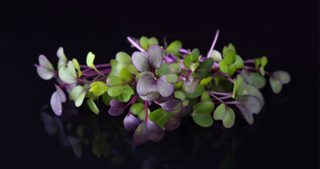 Fresh trays of living microgreens