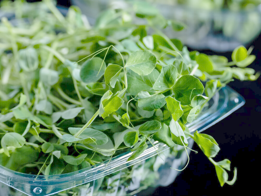 Pea shoot microgreens