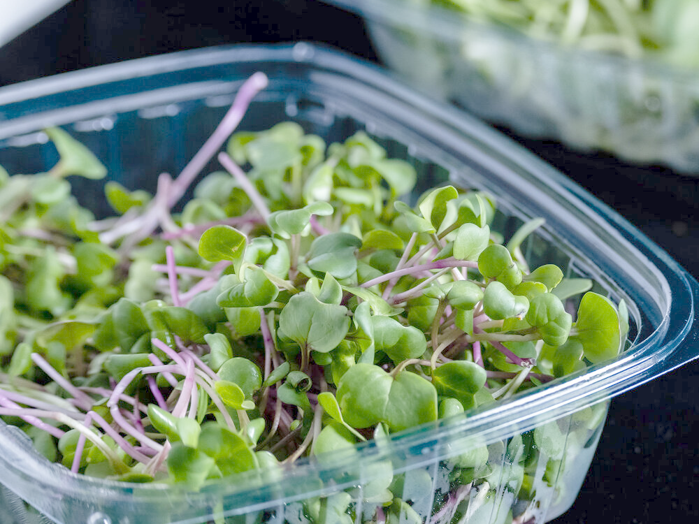 Radish microgreens