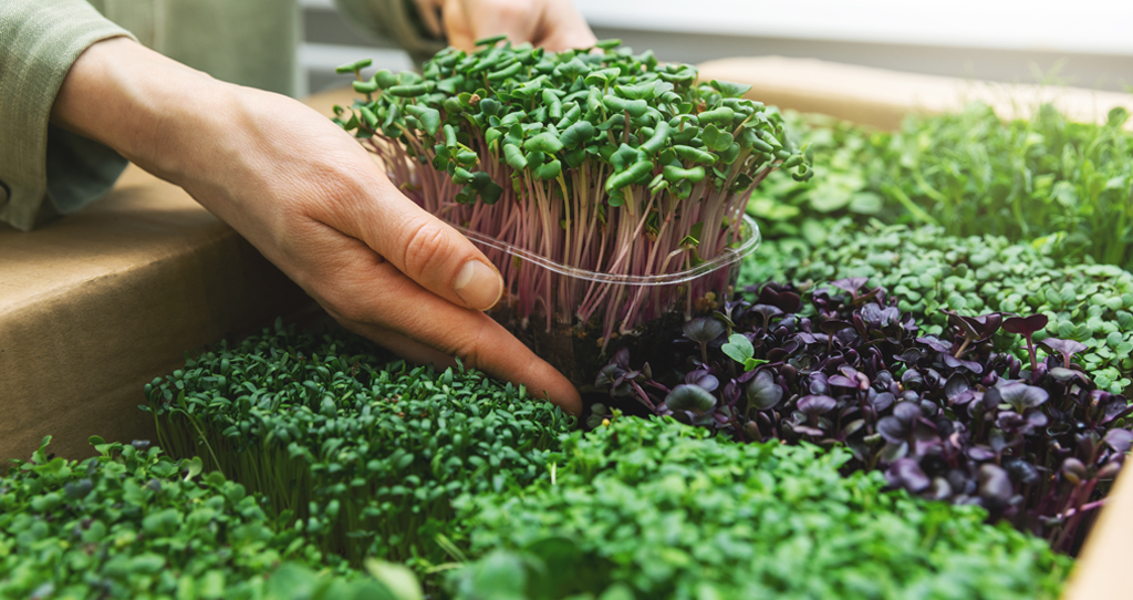 Colorful living microgreens