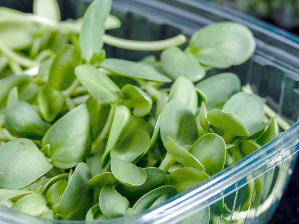 Sunflower microgreens
